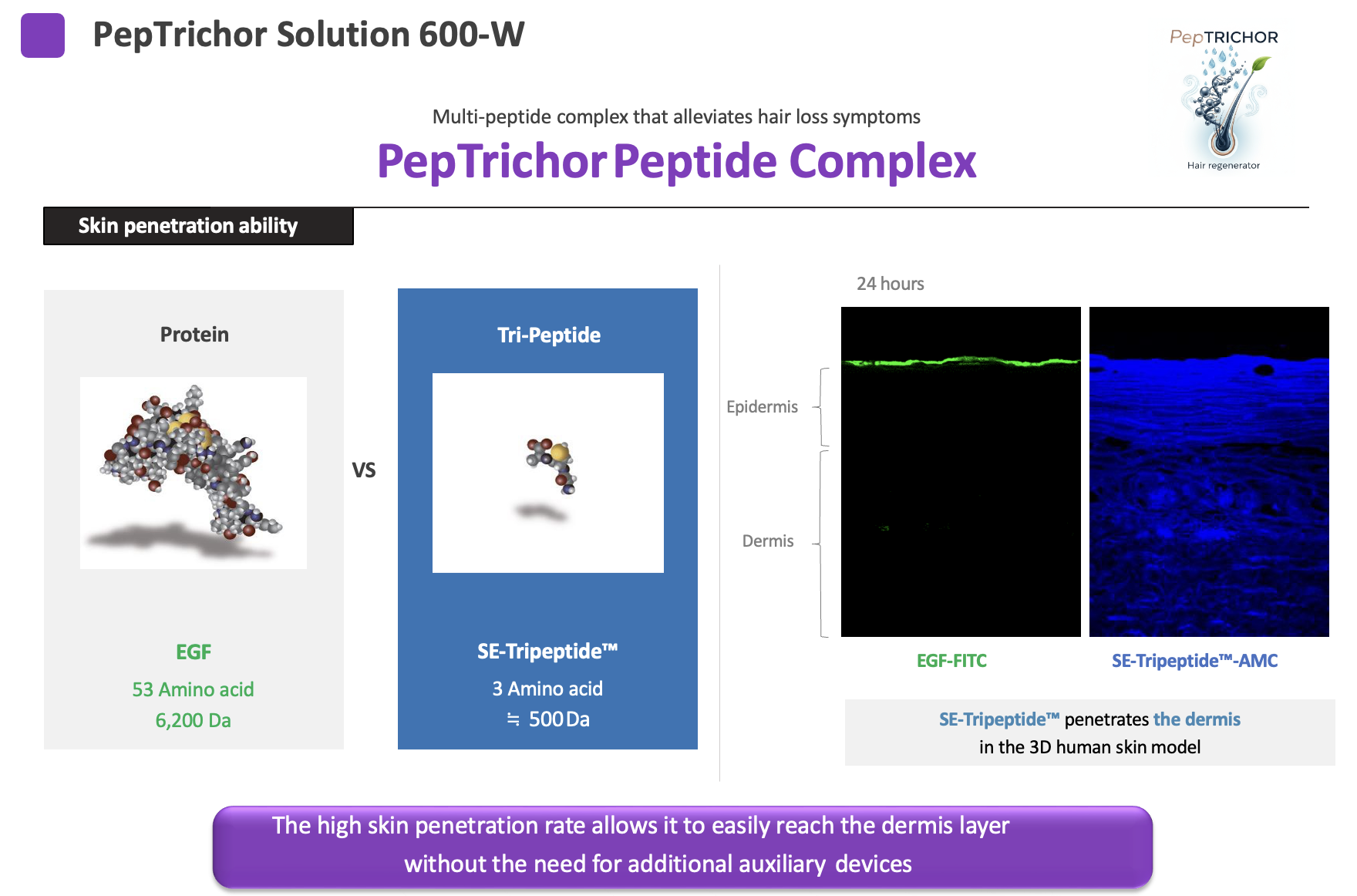Skin Penetration Ability - SE-Tripeptide vs EGF